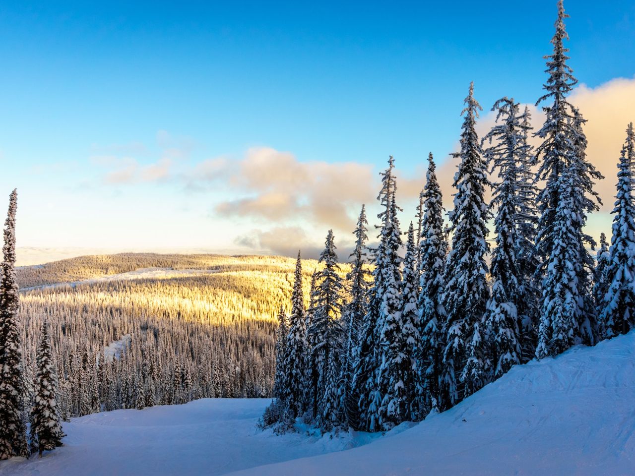 Snow-covered evergreens at Sun Peaks, with the setting sun lighting the Shuswap Highlands beyond.
