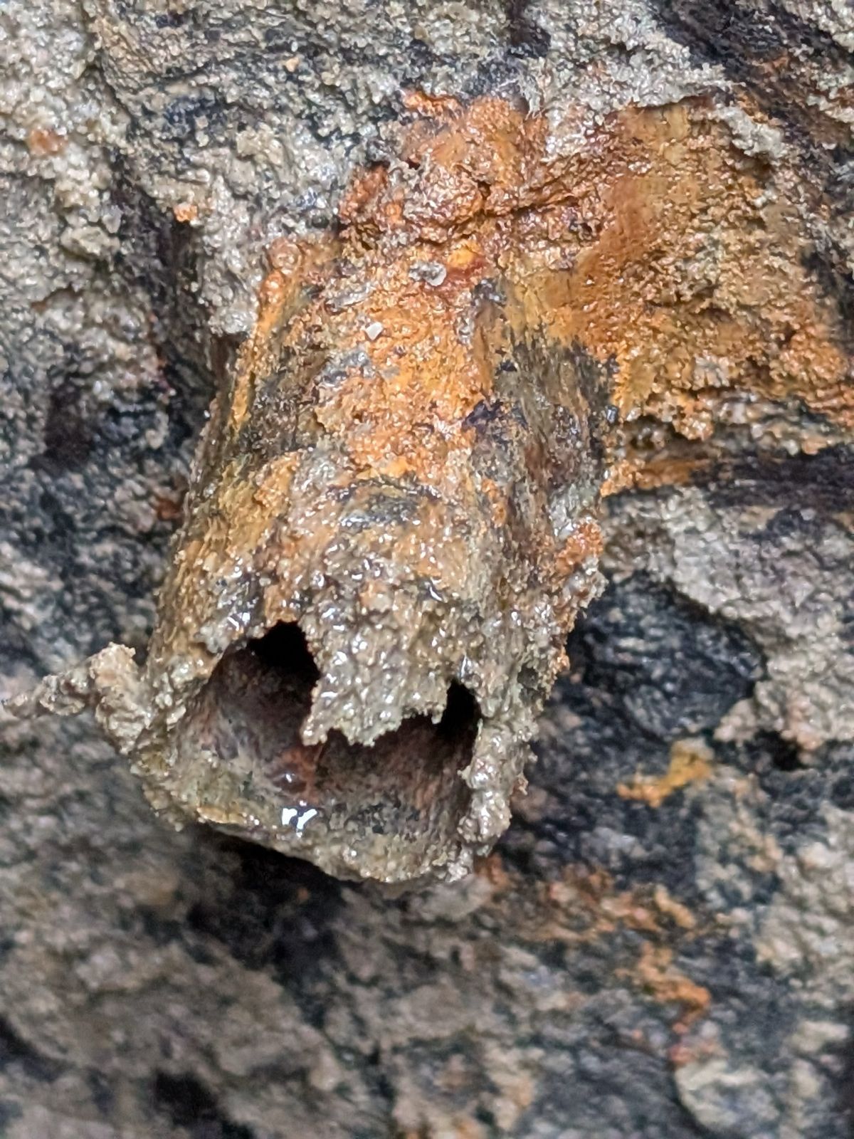 Close-up of the end of a badly corroded steel water pipe, rusted through, with holes eaten into its wall.